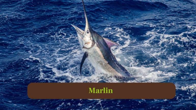3. Marlin: Marlins are powerful fish reaching up to 50 miles per hour, dominating the open seas with incredible bursts of speed. (Image: Canva)