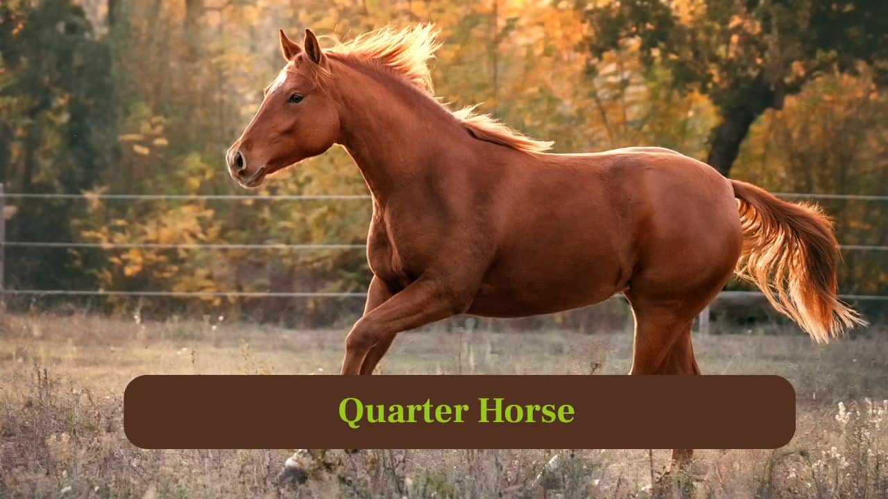 4. Quarter Horse: American Quarter Horses sprint 55 miles per hour in short bursts, known for speed on racetracks and ranch work. (Image: Canva)