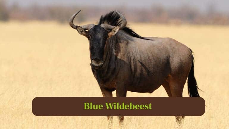 5. Blue Wildebeest: Blue wildebeests reach 50 miles per hour, often outrunning predators during their epic migratory journeys across African plains. (Image: Canva)