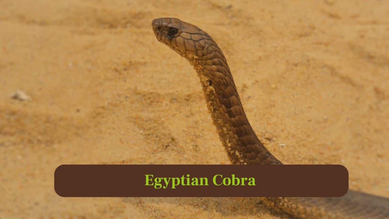 6. Egyptian Cobra: Egyptian cobras strike rapidly with incredible precision, their short bursts of speed help them hunt and defend efficiently. (Image: Canva)