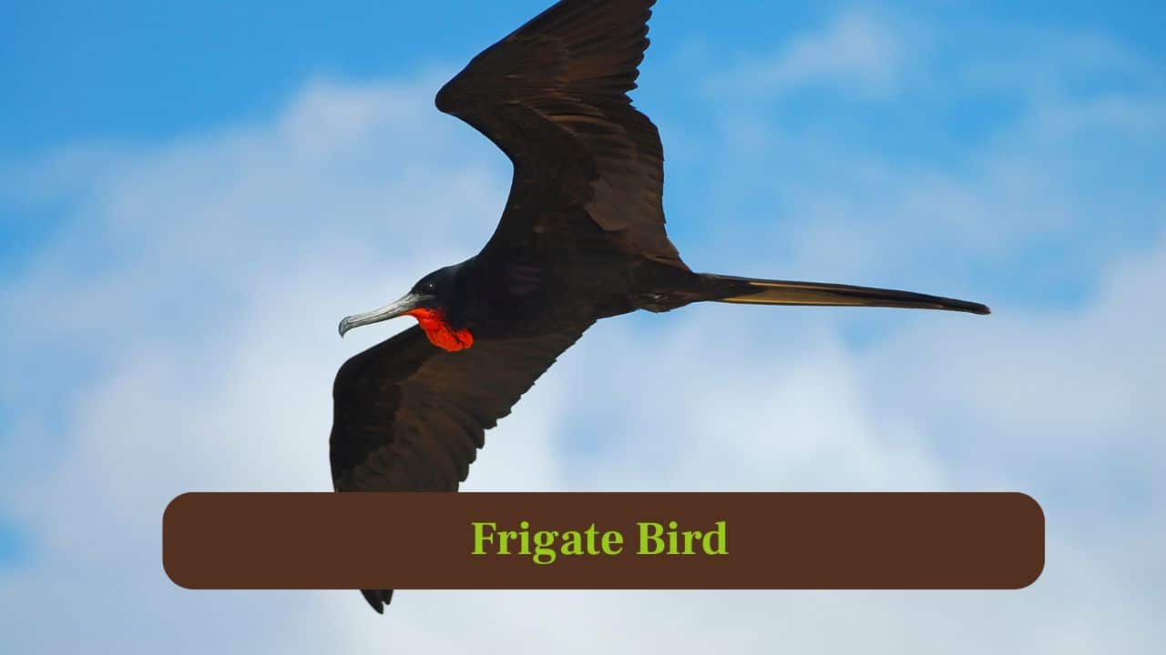 8. Frigate Bird: Frigate birds glide effortlessly at 95 miles per hour, hunting fish with impressive agility above tropical oceans worldwide. (Image: Canva)