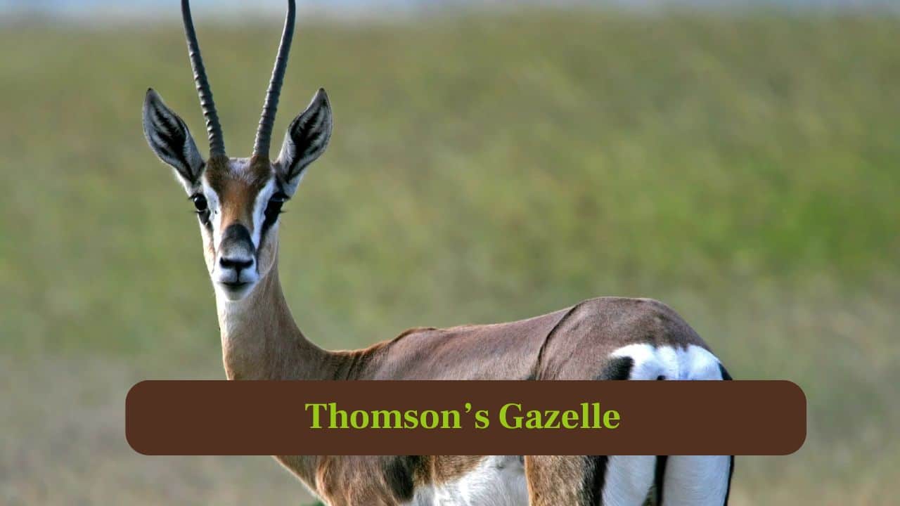 9. Thomson's Gazelle: Thomson’s gazelles can sprint 50 miles per hour to escape predators, showing speed, agility and endurance in savannahs. (Image: Canva)