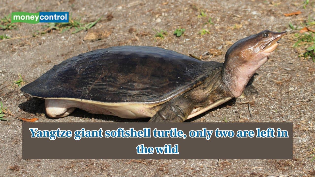 This 100-year-old turtle species is so rare that only two are left in the wild