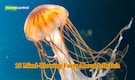 From being immortal to having no brain: 10 mind-blowing facts about Jellyfish