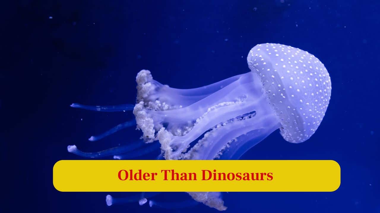 2. Older Than Dinosaurs: Jellyfish have swum Earth’s oceans for over 500 million years, long before dinosaurs or even trees appeared. (Image: Canva)