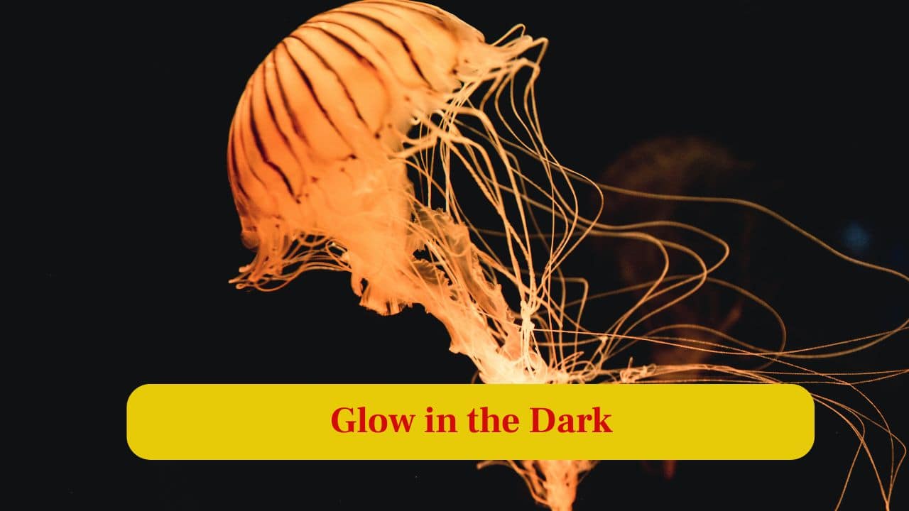 3. Glow in the Dark: Many jellyfish species are bioluminescent, producing blue or green light to communicate, hunt, or deter predators underwater. (Image: Canva)