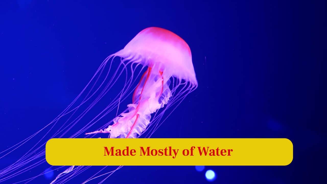 4. Made Mostly of Water: Jellyfish bodies contain nearly 95% water, making them delicate, translucent, and vulnerable outside their natural ocean habitats. (Image: Canva)