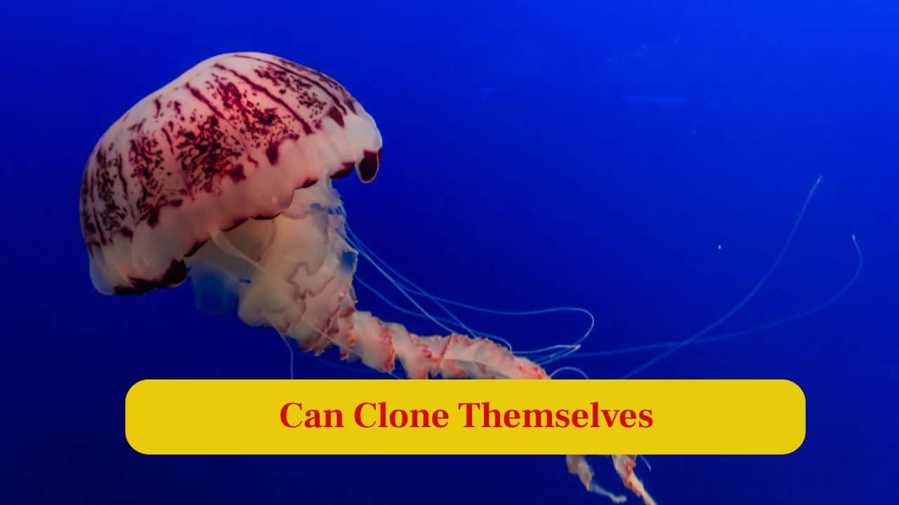 5. Can Clone Themselves: When cut in half, some jellyfish can regenerate into two complete organisms, effectively cloning themselves through cellular regeneration. (Image: Canva)