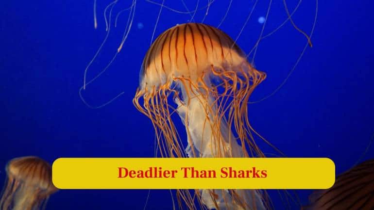6. Deadlier than Sharks: The box jellyfish delivers venom so potent it can kill humans within minutes, making them one of the ocean’s deadliest stingers. (Image: Canva)