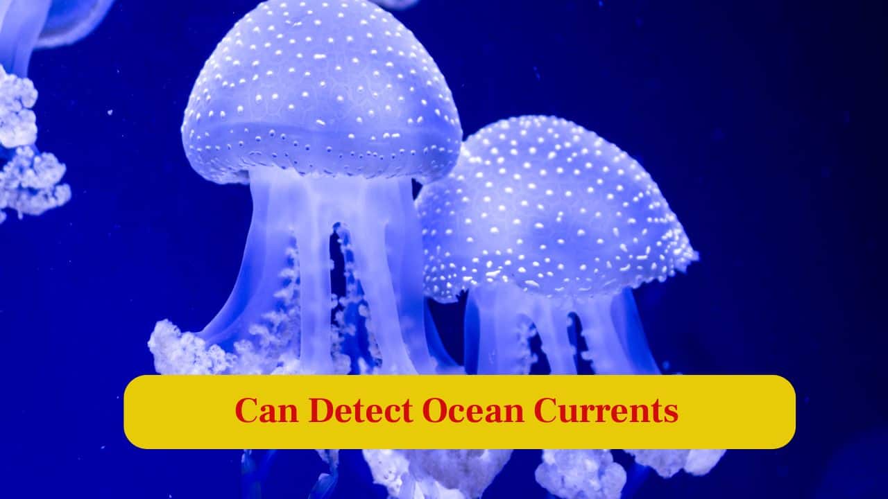 7. Can Detect Ocean Currents: Despite lacking brains, jellyfish sense light, gravity and currents, allowing precise navigation through vast and changing ocean environments. (Image: Canva)