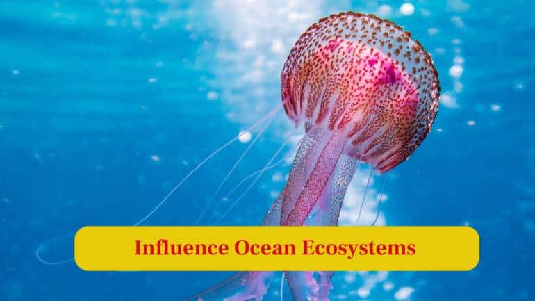 8. Influence Ocean Ecosystem: Jellyfish blooms can shape marine food chains, sometimes disrupting fisheries and oxygen levels by consuming large quantities of plankton. (Image: Canva)
