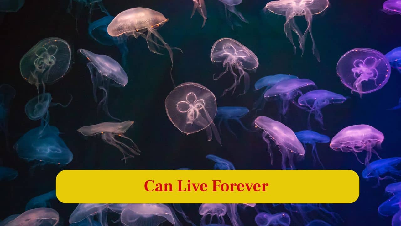 10. Can live Forever: The Turritopsis dohrnii, known as the “immortal jellyfish,” can revert to its youthful stage, escaping death repeatedly. (Image: Canva)