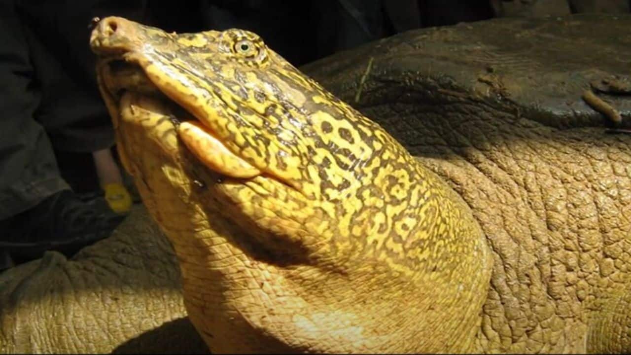 This 100-year-old turtle species is so rare that only two are left in the wild