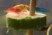 Internet falls for dwarf shrimps enjoying a cucumber feast in aquarium tank Internet falls for dwarf shrimps enjoying a cucumber feast in aquarium tank