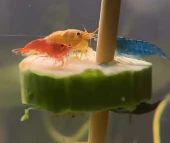 Internet falls for dwarf shrimps enjoying a cucumber feast in aquarium tank