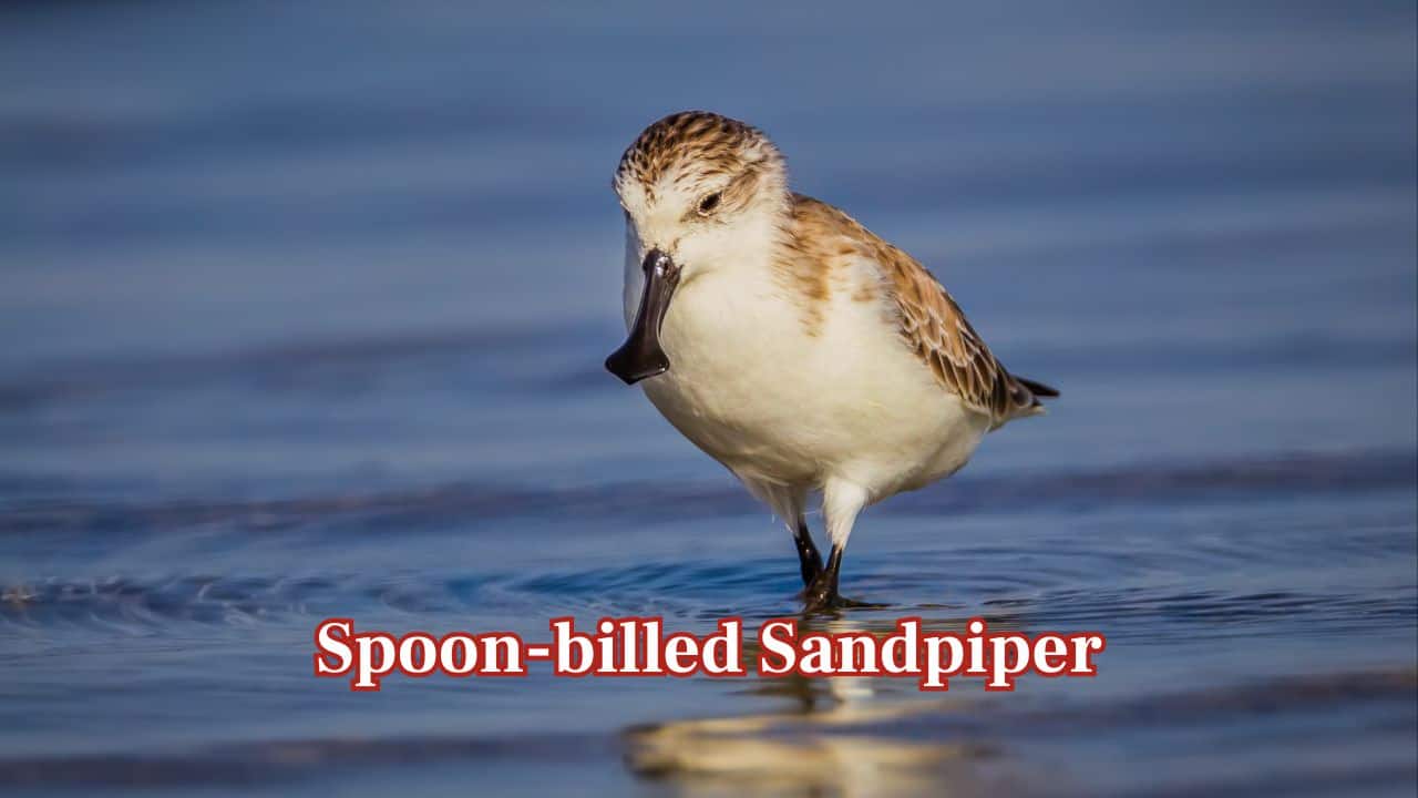 Spoon-billed Sandpiper: This little, charming bird is known for its distinctive spoon-shaped bill. It comes to Thailand as a winter visitor, who faces critical endangerment because of vanishing coastal wetlands. (Image: Canva) Spoon-billed Sandpiper: This little, charming bird is known for its distinctive spoon-shaped bill. It comes to Thailand as a winter visitor, who faces critical endangerment because of vanishing coastal wetlands. (Image: Canva)