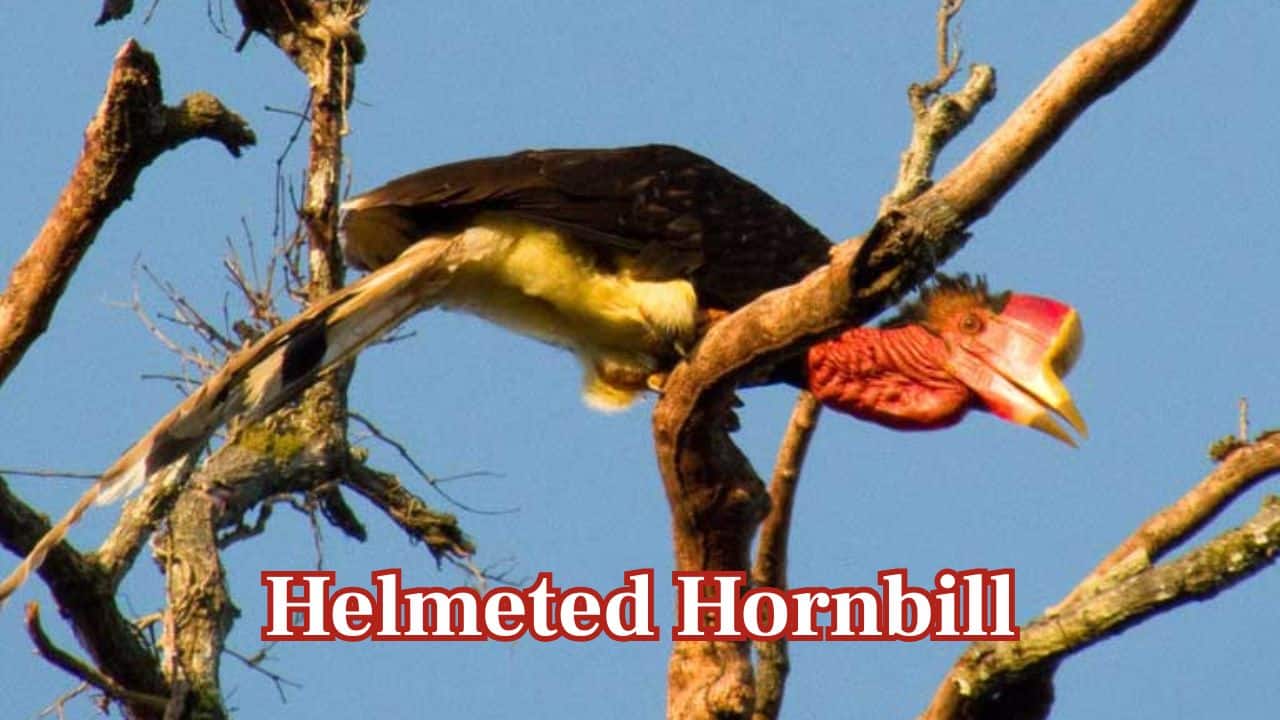 Helmeted Hornbill: The Helmeted Hornbill, with its striking casque made from “red ivory”, is hunted illegally for trade; this majestic bird is now on the brink of extinction. (Image: Y. Hadiprakarsa/IHCS) Helmeted Hornbill: The Helmeted Hornbill, with its striking casque made from “red ivory”, is hunted illegally for trade; this majestic bird is now on the brink of extinction. (Image: Y. Hadiprakarsa/IHCS)