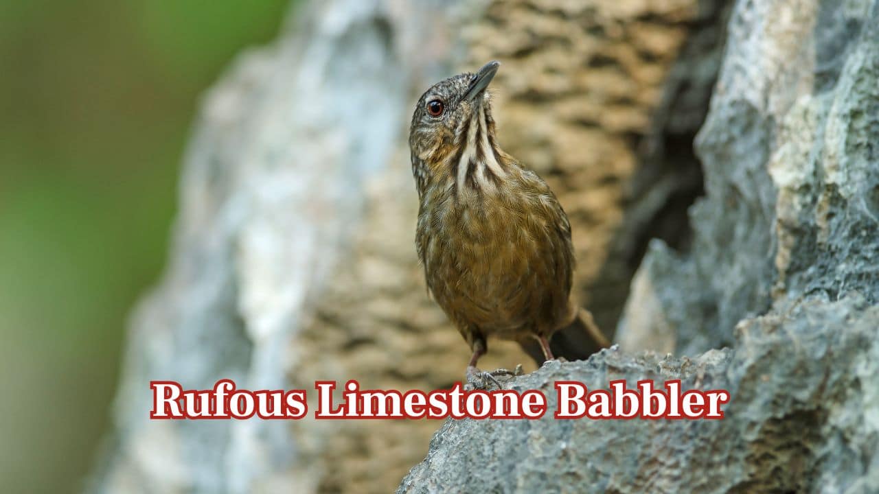 Rufous Limestone Babbler: Endemic to a small area around Doi Chiang Dao, this bird inhabits rocky cliffs. Its very small range makes it one of Thailand’s rarest species. (Image: Canva) Rufous Limestone Babbler: Endemic to a small area around Doi Chiang Dao, this bird inhabits rocky cliffs. Its very small range makes it one of Thailand’s rarest species. (Image: Canva)