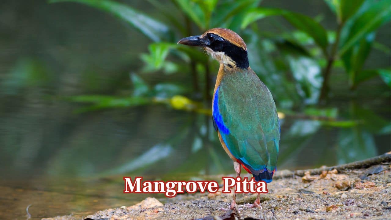 Mangrove Pitta: The Mangrove Pitta is brilliantly coloured, secretive, and inhabits coastal mangroves. Its numbers are dwindling as palm oil plantations continue to destroy its fragile habitat in Thailand and Myanmar. (Image: Canva) Mangrove Pitta: The Mangrove Pitta is brilliantly coloured, secretive, and inhabits coastal mangroves. Its numbers are dwindling as palm oil plantations continue to destroy its fragile habitat in Thailand and Myanmar. (Image: Canva)
