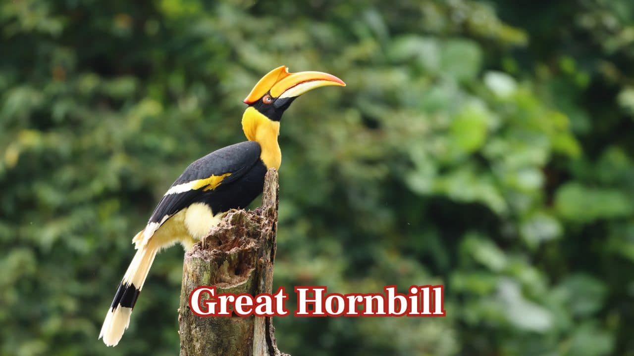 Great Hornbill: This grand bird is a common inhabitant of Thailand's national parks. Large, with a bright-coloured beak and echoing call, the great hornbill is one of Asia's most spectacular species. (Image: Canva) Great Hornbill: This grand bird is a common inhabitant of Thailand's national parks. Large, with a bright-coloured beak and echoing call, the great hornbill is one of Asia's most spectacular species. (Image: Canva)