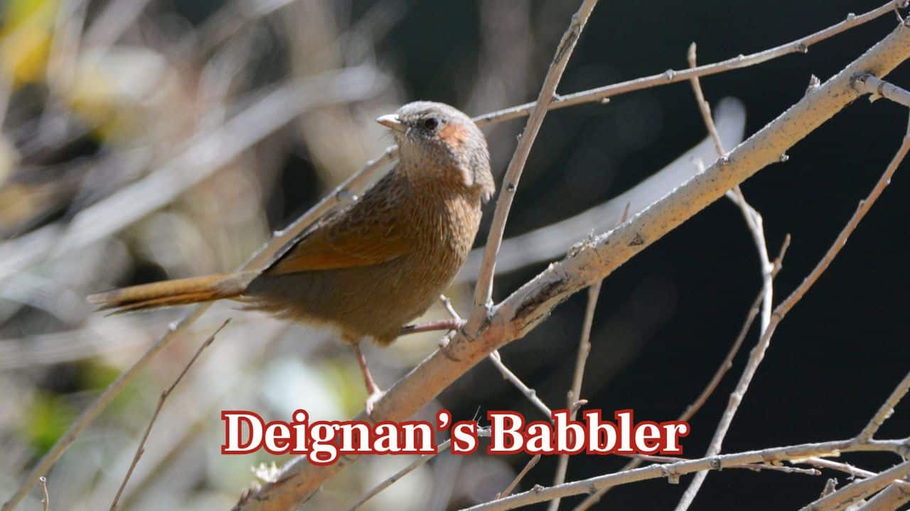 Deignan’s Babbler: Possibly extinct, Deignan’s Babbler is so rare that it hasn’t been sighted outside Thailand. Researchers continue to hope for its rediscovery in the wild. (Image: Canva) Deignan’s Babbler: Possibly extinct, Deignan’s Babbler is so rare that it hasn’t been sighted outside Thailand. Researchers continue to hope for its rediscovery in the wild. (Image: Canva)