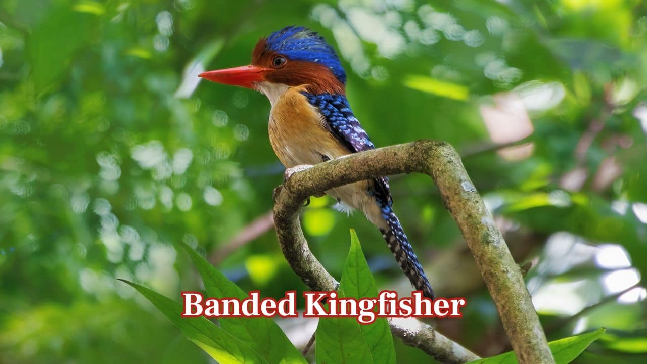 White-eyed River Martin: The mysterious bird with a striking blue throat and white eyes is confined to southern Thailand. It's now considered one of the country's most endangered species. (Image: Canva) White-eyed River Martin: The mysterious bird with a striking blue throat and white eyes is confined to southern Thailand. It's now considered one of the country's most endangered species. (Image: Canva)