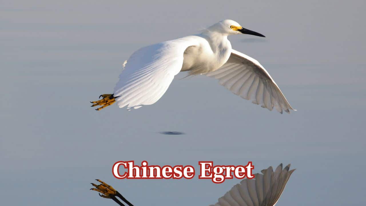 Chinese Egret: Graceful and elegant, the Chinese egret is a rare visitor to Thailand's coasts. Its numbers across Southeast Asia have sharply declined due to habitat loss and pollution. (Image: Canva) Chinese Egret: Graceful and elegant, the Chinese egret is a rare visitor to Thailand's coasts. Its numbers across Southeast Asia have sharply declined due to habitat loss and pollution. (Image: Canva)