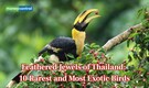 Feathered Jewels of Thailand: 10 rarest and most exotic birds