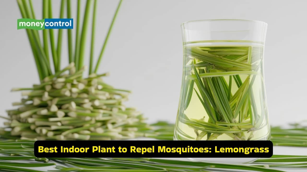 5 indoor plants that keep mosquitoes away