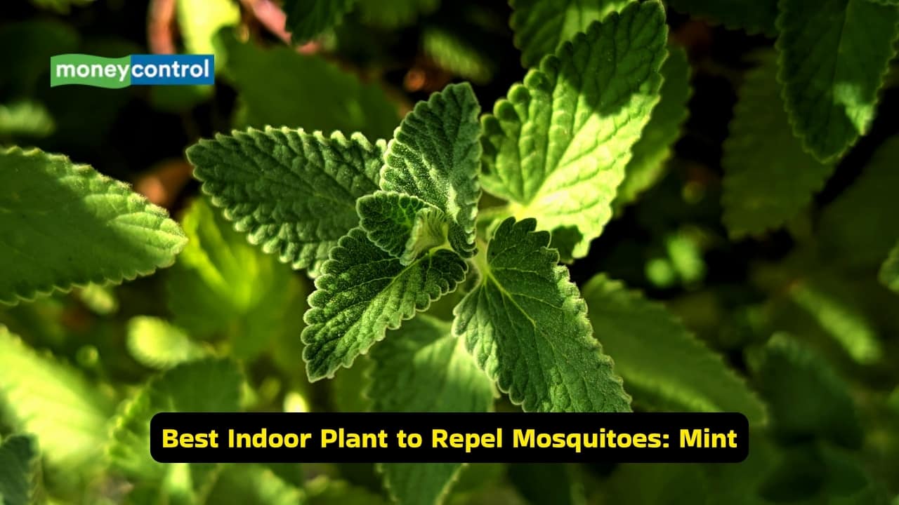 Best indoor plant to repel mosquitoes: Mint