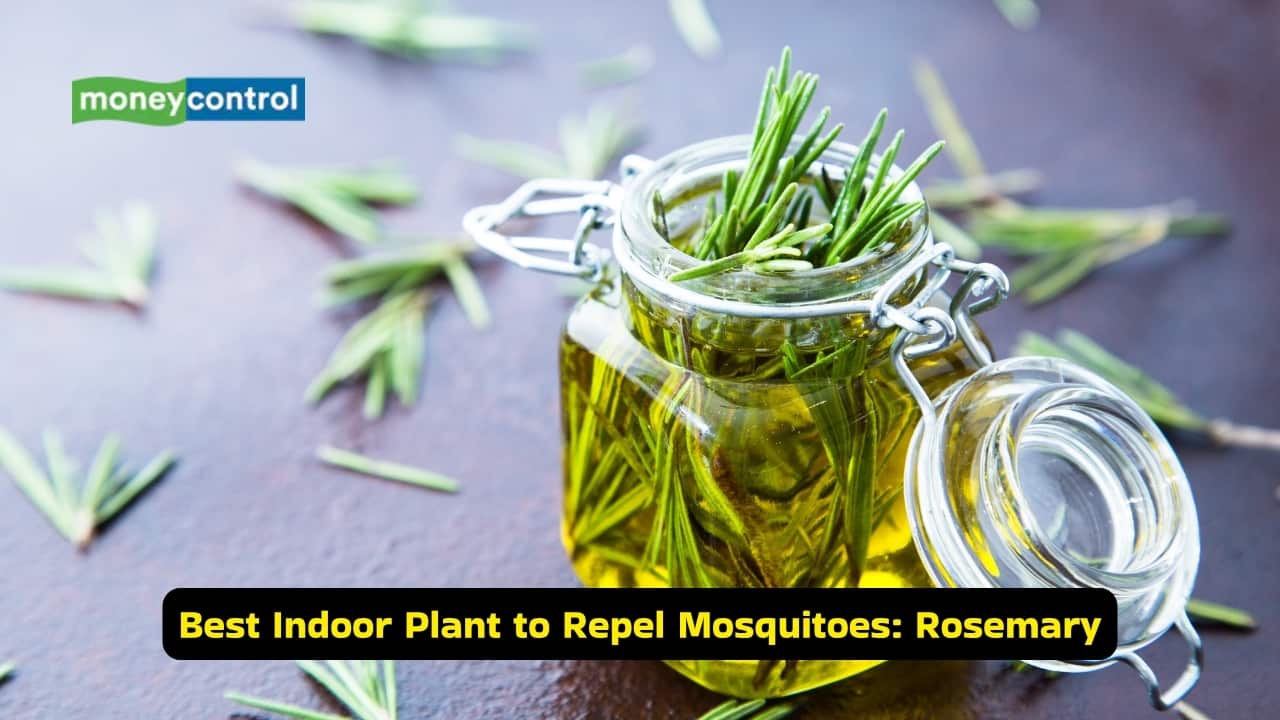 Best indoor plant to repel mosquitoes: Rosemary