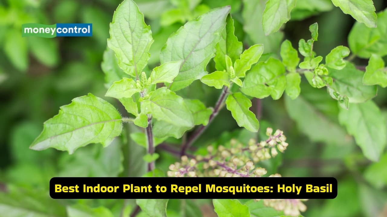 Best indoor plant to repel mosquitoes: Tulsi (Holy Basil)