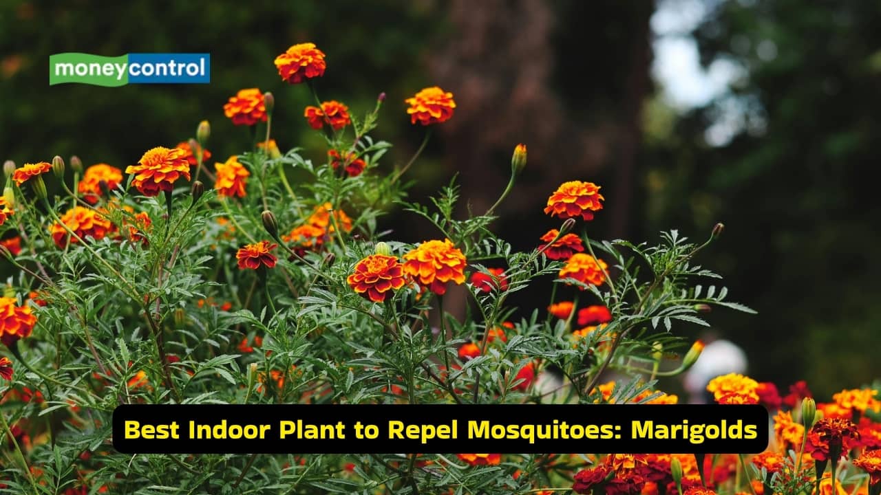 Best indoor plant to repel mosquitoes: Marigold