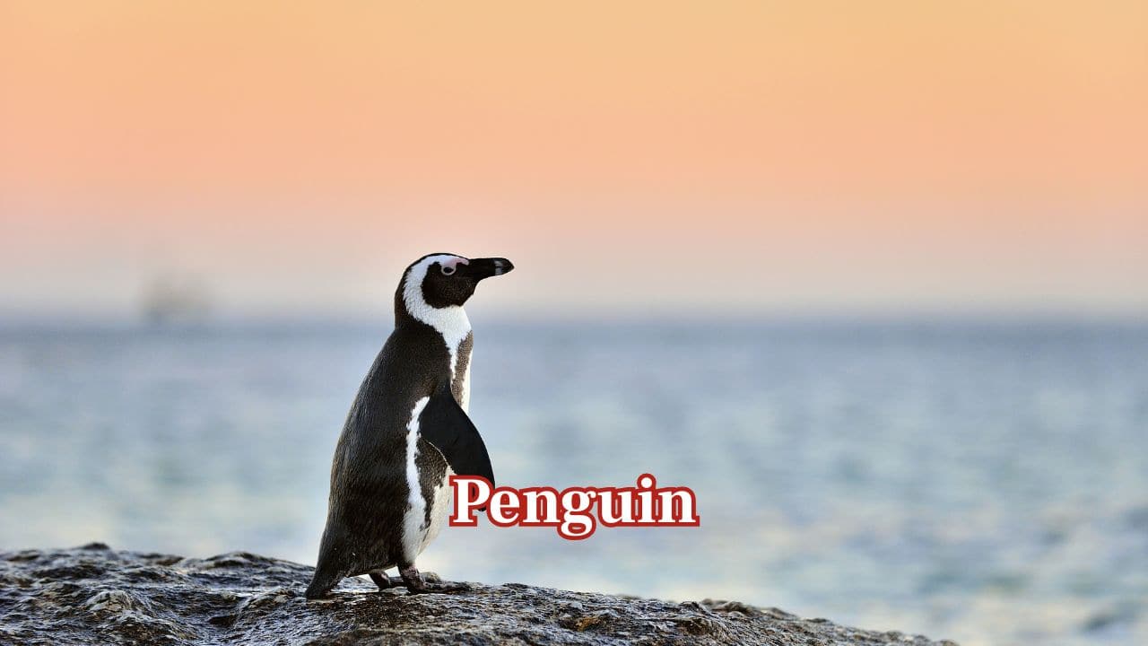 Penguin: A penguin's tongue has backward-facing spines that grip onto slippery fish, while rough barbs around the tongue prevent prey from escaping once caught underwater. (Image: Canva)