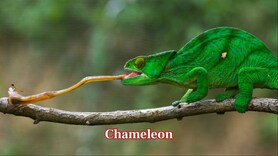 10 Animals with super-long tongues and how they use them to survive