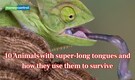 10 Animals with super-long tongues and how they use them to survive