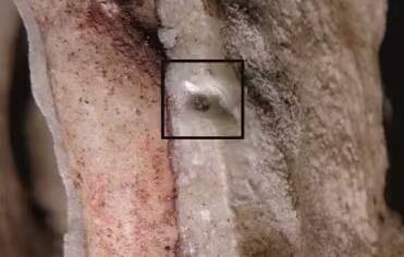 Neanderthals created cave art long before humans arrived. (Image: Hoffman et al/Science)