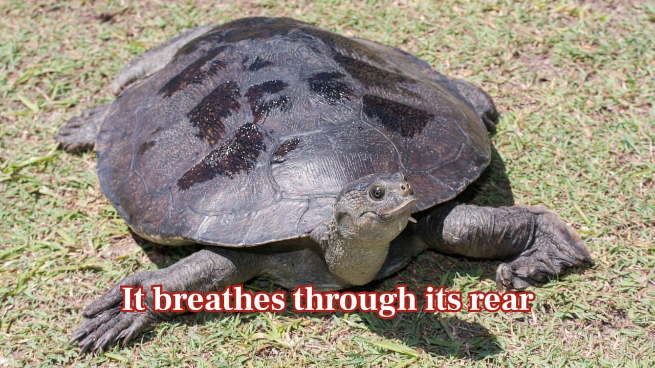 It breathes through its rear: This rare turtle uses a process called cloacal respiration, pulling oxygen from water through its backside and helping it stay underwater for long stretches without surfacing. (Image: Canva) It breathes through its rear: This rare turtle uses a process called cloacal respiration, pulling oxygen from water through its backside and helping it stay underwater for long stretches without surfacing. (Image: Canva)