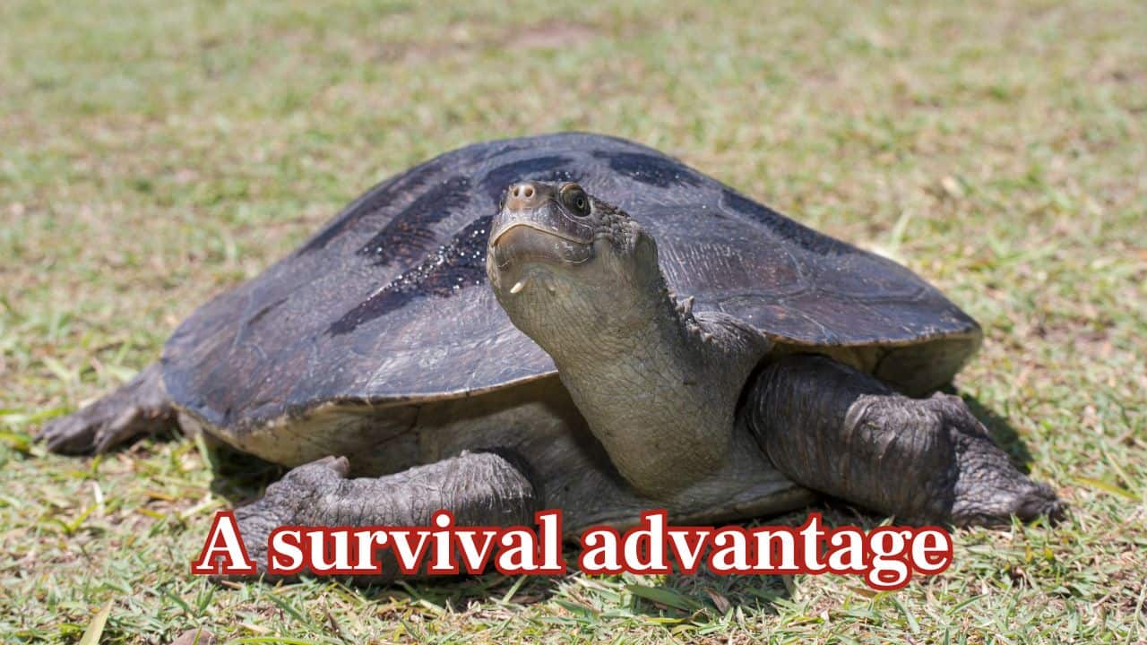 A survival advantage: Breathing underwater enables it to hide from predators, save energy, and remain still for hours on end. It is an especially useful ability in slow-moving river habitats. (Image: Canva) A survival advantage: Breathing underwater enables it to hide from predators, save energy, and remain still for hours on end. It is an especially useful ability in slow-moving river habitats. (Image: Canva)