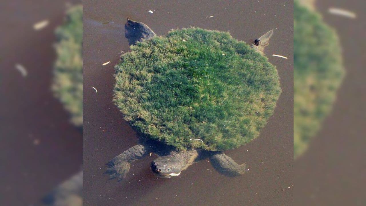 The Mary River Turtle: Native to Queensland, the Mary River Turtle is one of Australia's most unusual reptiles, with an ability peculiar to almost every other species of turtle. (Image: Chris Van Wyk/@Weird_AnimaIs/X) The Mary River Turtle: Native to Queensland, the Mary River Turtle is one of Australia's most unusual reptiles, with an ability peculiar to almost every other species of turtle. (Image: Chris Van Wyk/@Weird_AnimaIs/X)