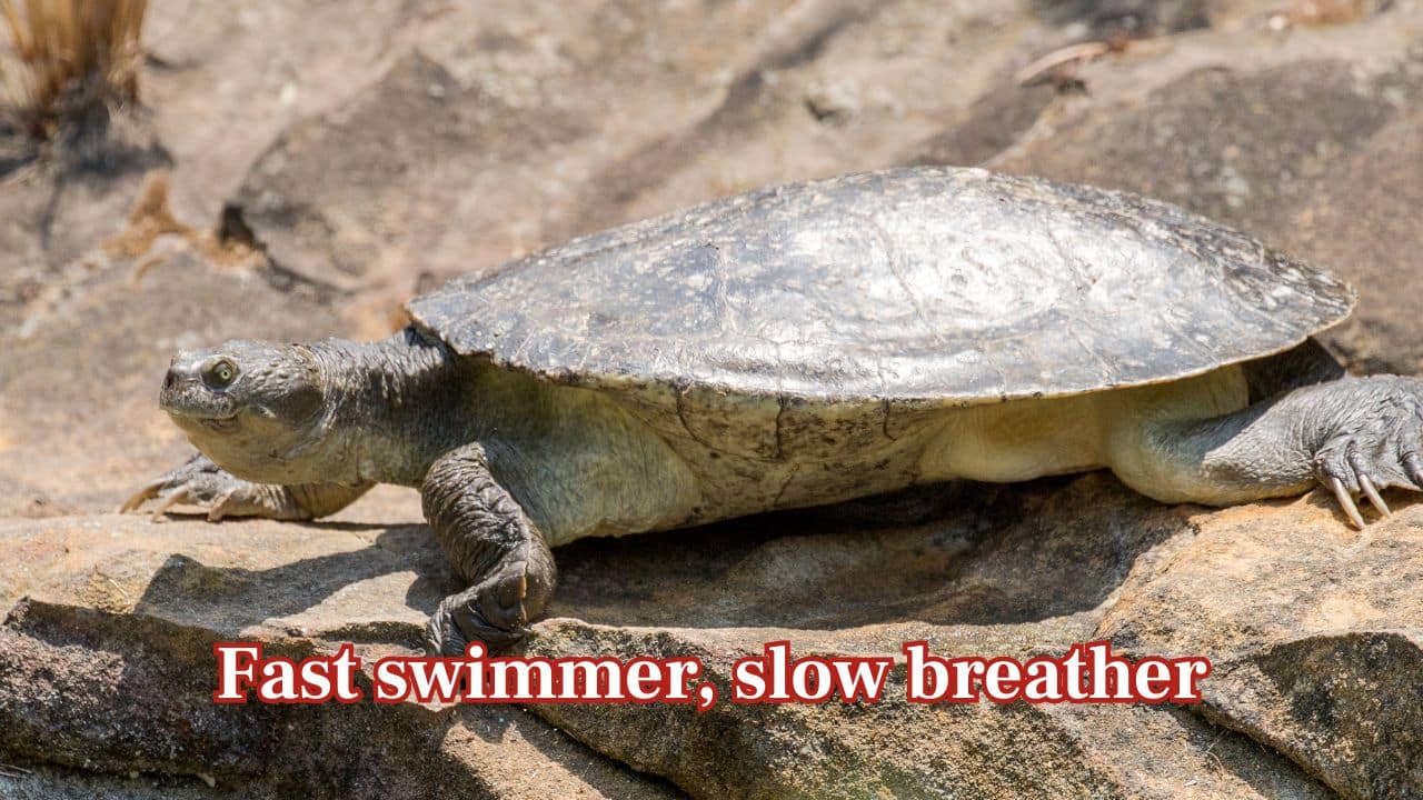 Fast swimmer, slow breather: It prefers still or slow-moving water but is actually remarkably agile. The turtle can stay submerged up to 72 hours depending on temperature and activity levels. (Image: Canva) Fast swimmer, slow breather: It prefers still or slow-moving water but is actually remarkably agile. The turtle can stay submerged up to 72 hours depending on temperature and activity levels. (Image: Canva)