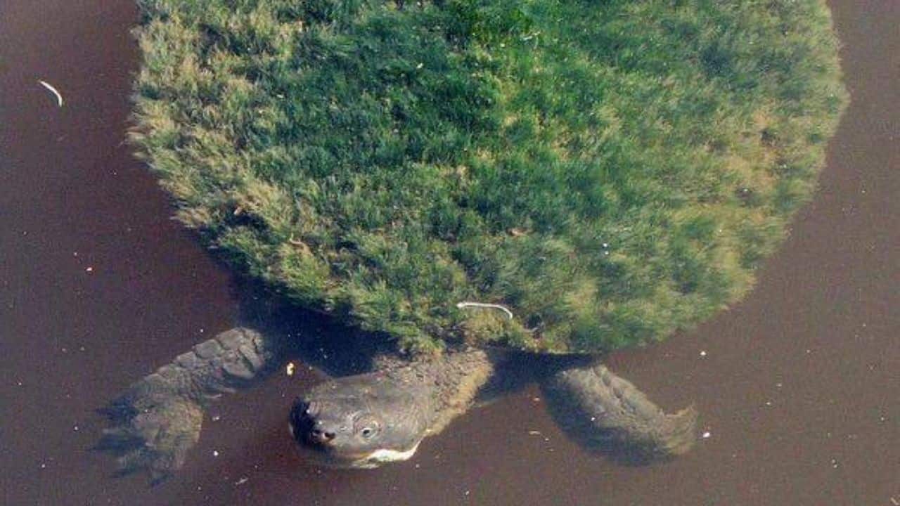 Endangered species: Listed as endangered, the species is threatened by habitat loss, poor water quality, and past over-collection for the exotic pet trade during the 1960s and 70s. (Image: Chris Van Wyk/ @Weird_AnimaIs/X) Endangered species: Listed as endangered, the species is threatened by habitat loss, poor water quality, and past over-collection for the exotic pet trade during the 1960s and 70s. (Image: Chris Van Wyk/ @Weird_AnimaIs/X)