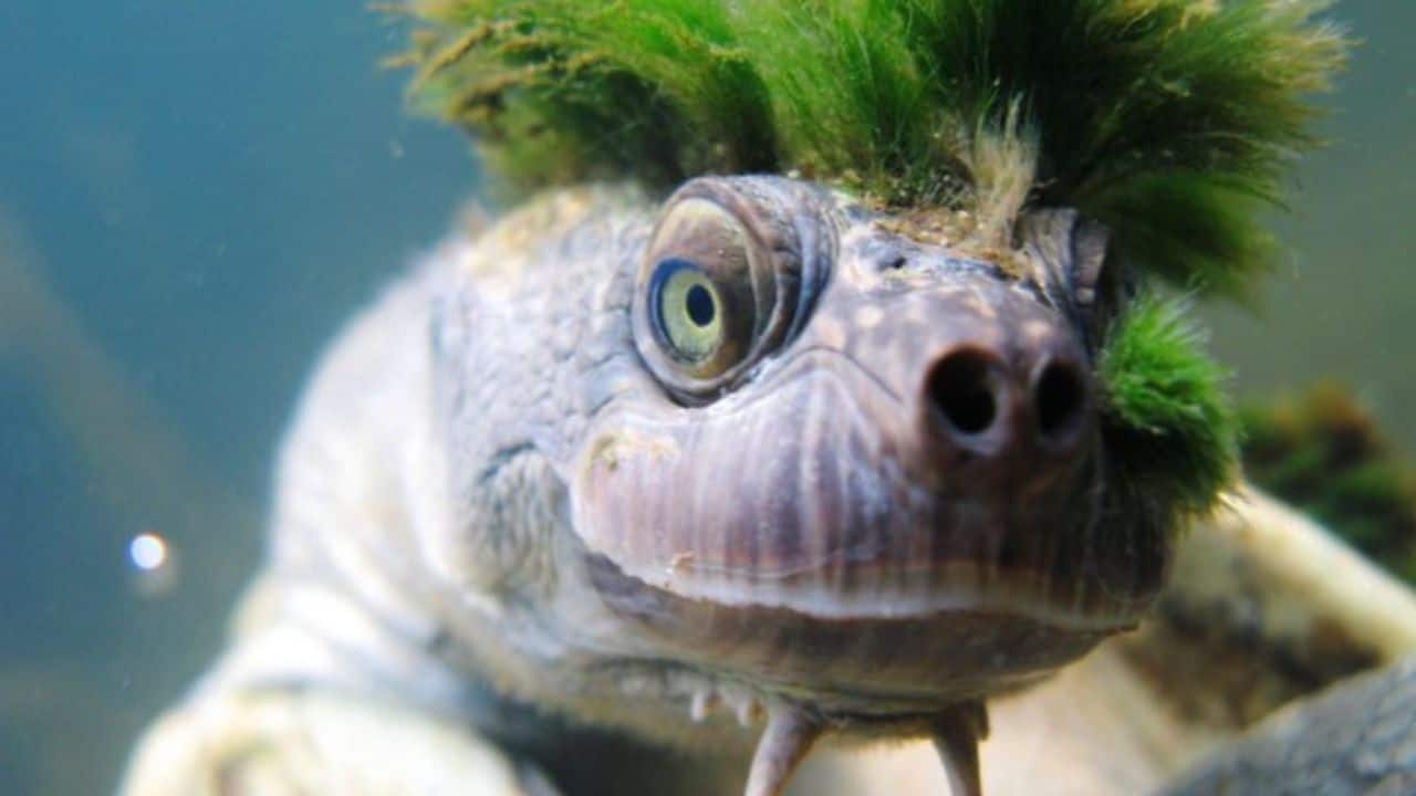 The punk hair look: Algae often grows on its head, giving it a natural green mohawk; this wild look makes for ideal camouflage and camouflages it perfectly into murky river settings. (Image: Chris Van Wyk/@qikipedia/X) The punk hair look: Algae often grows on its head, giving it a natural green mohawk; this wild look makes for ideal camouflage and camouflages it perfectly into murky river settings. (Image: Chris Van Wyk/@qikipedia/X)
