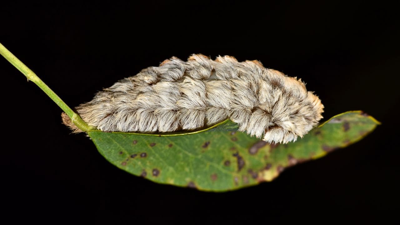 The puss caterpillar belongs to a family of flannel moths. (Image: Canva)