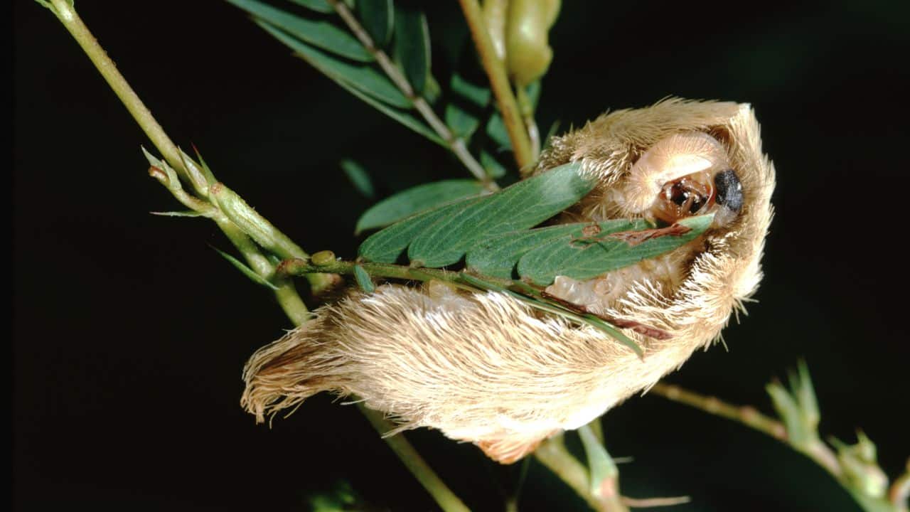 Researchers study these caterpillars to understand venom composition and defence. (Image: Canva)