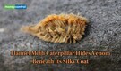 Flannel Moth Caterpillar: This fuzzy creature hides venom beneath its silky coat