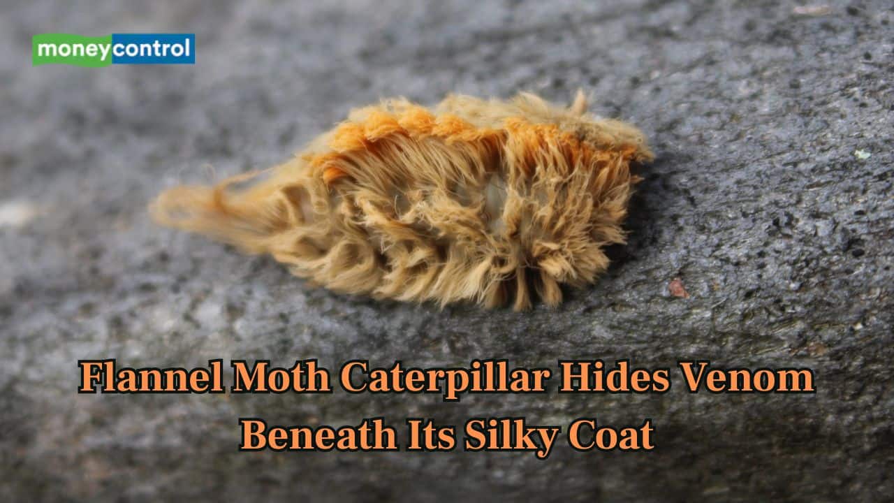 Flannel Moth Caterpillar: This fuzzy creature hides venom beneath its silky coat