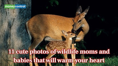 11 cute photos of wildlife moms and babies that will warm your heart