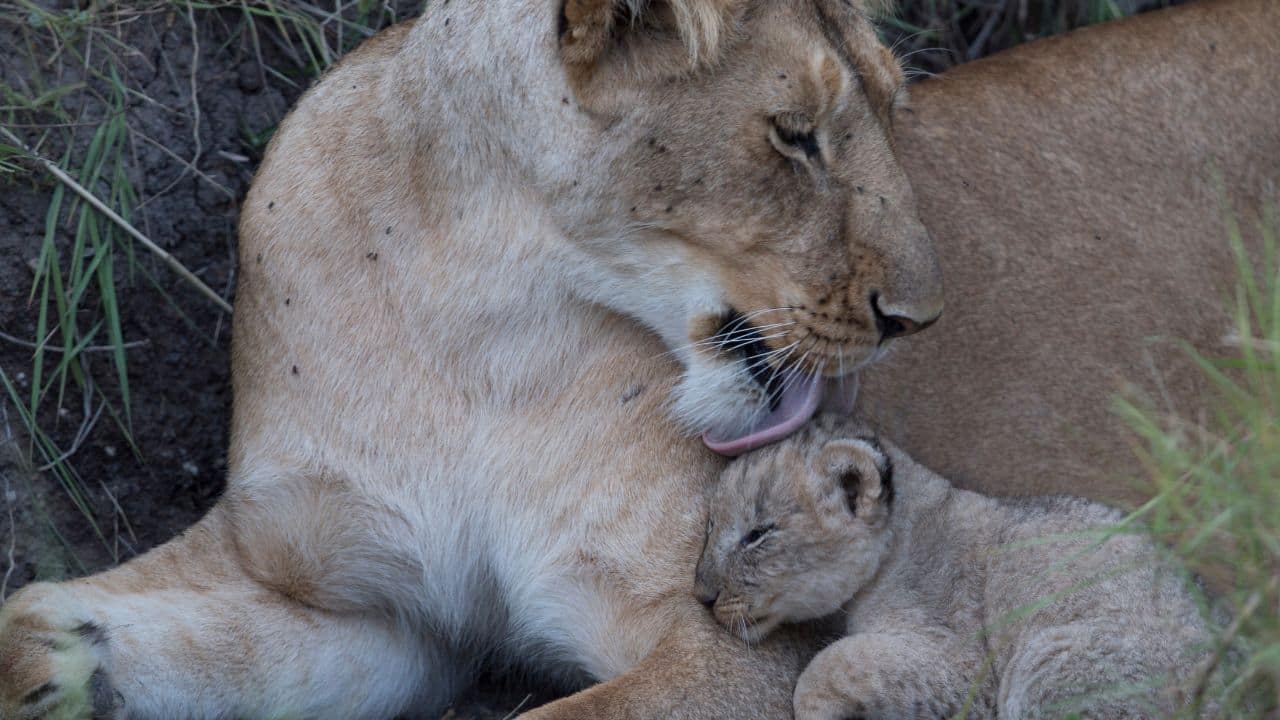 A magnificent lioness tenderly licks her tiny, sleeping cub, illustrating the surprising gentleness of big cats. This intimate moment of maternal grooming and safety perfectly captures a deeply heart-warming wildlife bond. (Image: Canva) A magnificent lioness tenderly licks her tiny, sleeping cub, illustrating the surprising gentleness of big cats. This intimate moment of maternal grooming and safety perfectly captures a deeply heart-warming wildlife bond. (Image: Canva)