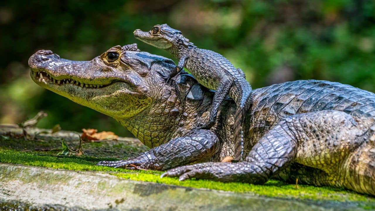 A powerful caiman mother patiently carries her tiny baby safely on her back, defying the usual image of fierce reptiles. This snapshot of unexpected reptilian care and protection is surprisingly heart-warming. (Image: Canva) A powerful caiman mother patiently carries her tiny baby safely on her back, defying the usual image of fierce reptiles. This snapshot of unexpected reptilian care and protection is surprisingly heart-warming. (Image: Canva)